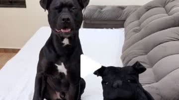 Reprodução/Redes Sociais