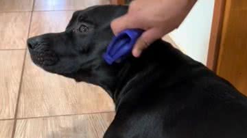 Reprodução/RedesSociais