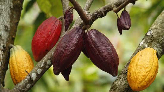 Agência Brasil/Tomaz Silva