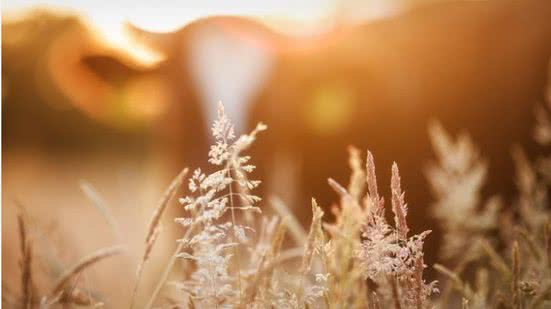 Divulgação / Pixabay