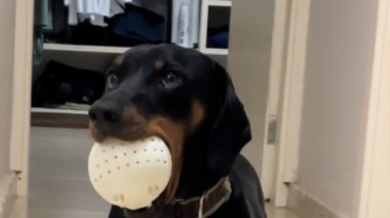 Reprodução// TikTok @ze.canino