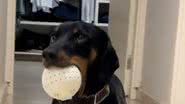 Reprodução// TikTok @ze.canino