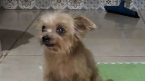 Reprodução// TikTok @joaopaulogms