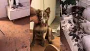 Reprodução//TikTok @theborder.loki