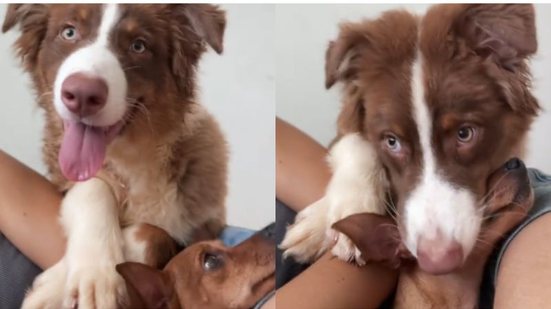 Reprodução//TikTok @alcateiade7_