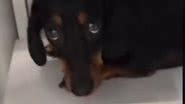 Reprodução/TikTok @alcionesalsicha