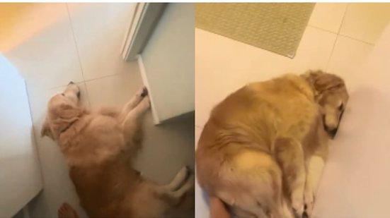 Reprodução/ TikTok @meumundogolden