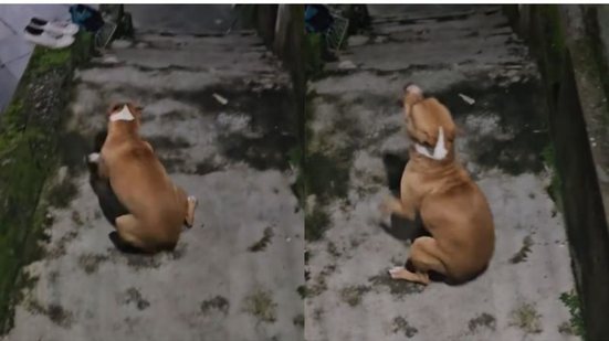 Reprodução//TikTok @brenerjulianeamora