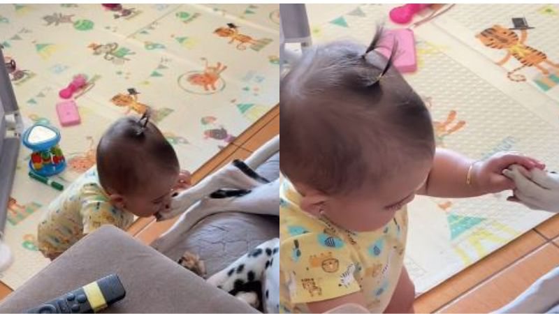 Reprodução//TikTok @famlia.palhano