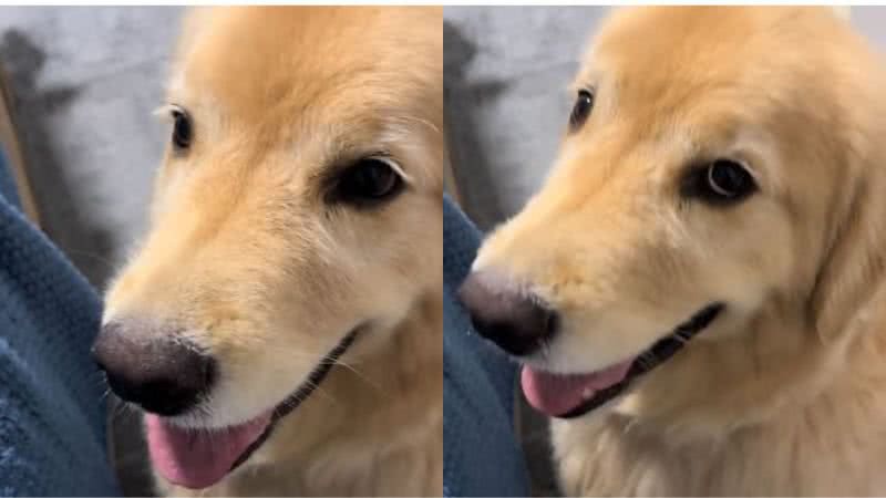 Reprodução/TikTok @bruce.paloma
