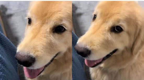 Reprodução/TikTok @bruce.paloma