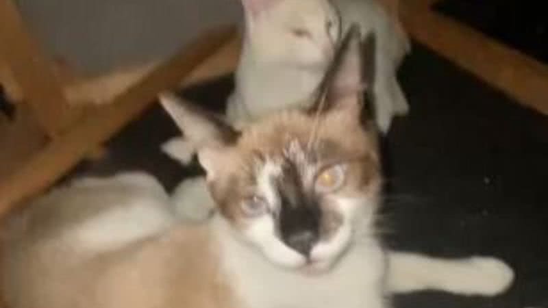 Reprodução/TikTok @cristinedechristo
