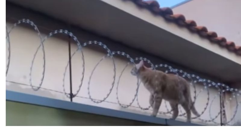 Reprodução//TikTok @ga_ttavares