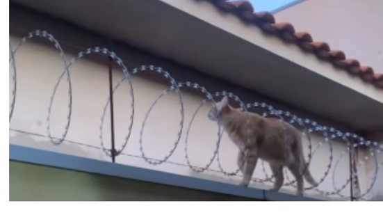Reprodução//TikTok @ga_ttavares