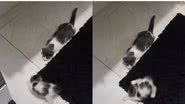 Reprodução// TikTok @danicruz20011