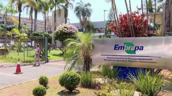 Divulgação / Embrapa