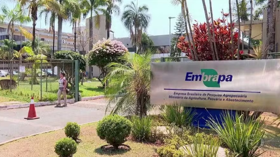 Divulgação / Embrapa