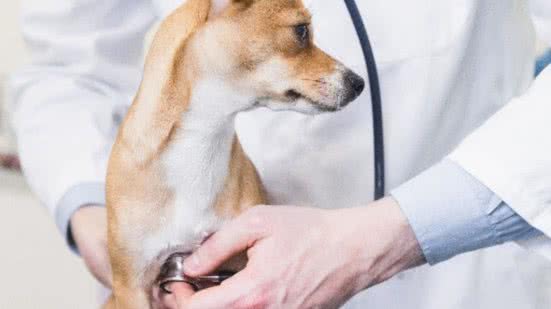Créditos: Divulgação Royal Canin