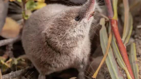 Reprodução Redes Sociais