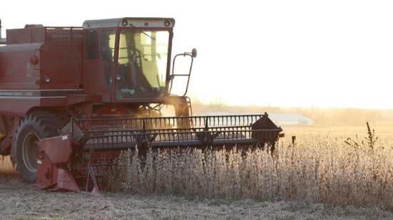 Divulgação / Pixabay