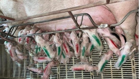 Divulgação/ Reprodução (Pif Paf Alimentos/ G1)