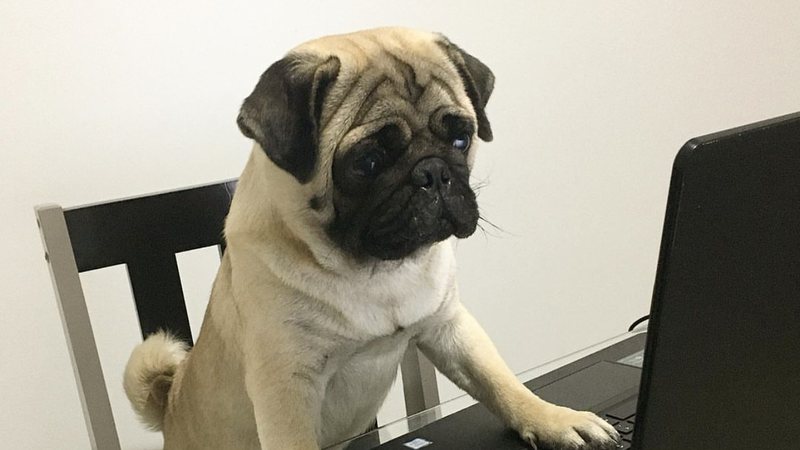 Reprodução/Instagram (@ap0l0pug)