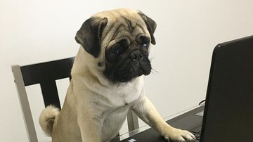 Reprodução/Instagram (@ap0l0pug)