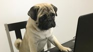 Reprodução/Instagram (@ap0l0pug)