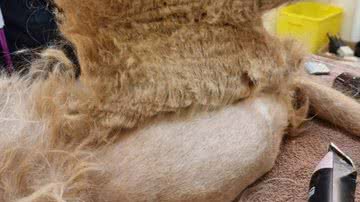 Reprodução / RSPCA