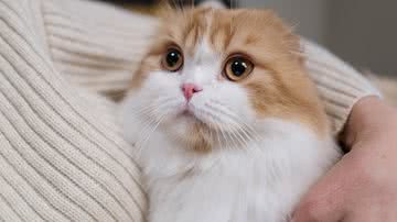 Foto Ilustrativa/Pexels