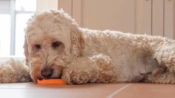 Foto Ilustrativa/Pixabay