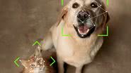 Petvation / Divulgação