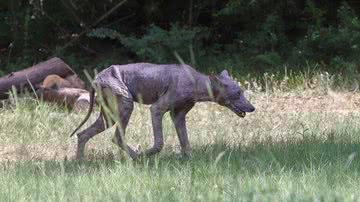 Arquivo pessoal/Steve Cooley