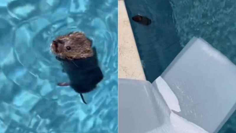 Reprodução/TikTok @thalia