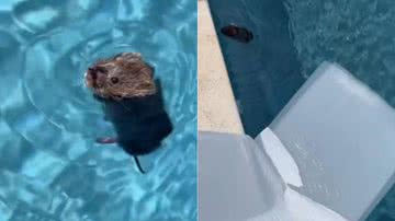 Reprodução/TikTok @thalia