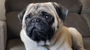 Reprodução/Instagram (@ap0l0pug)