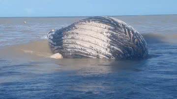 Reprodução / Redes Sociais