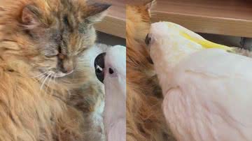 Reprodução/TikTok @zezecacatua