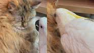 Reprodução/TikTok @zezecacatua