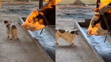 Reprodução/TikTok @ideatimes