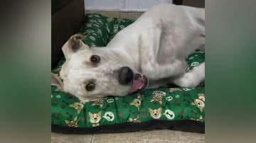 Reprodução/TikTok @aurolinabento