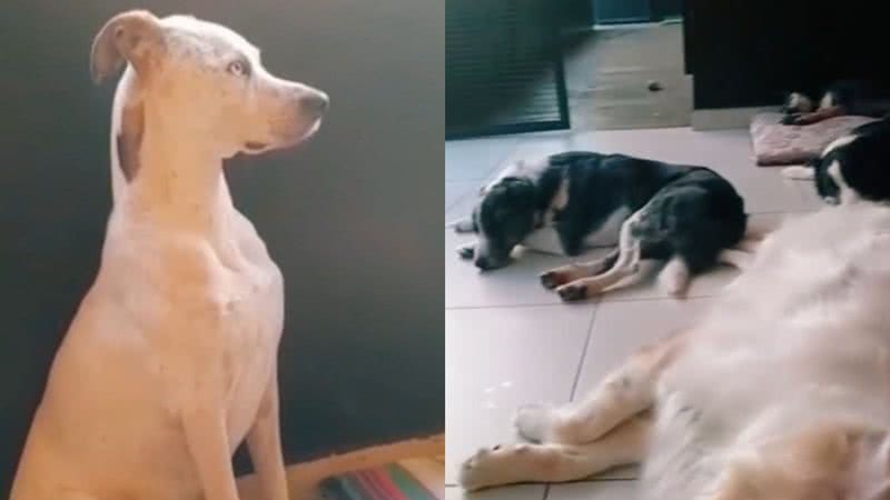 Reprodução/TikTok @fernandamviola