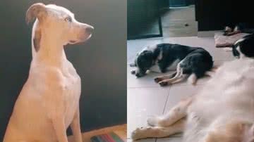 Reprodução/TikTok @fernandamviola