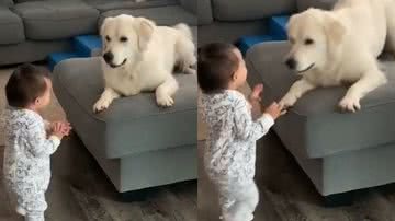 Reprodução/TikTok @mostlyadorable