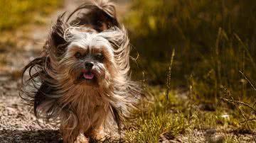 Alexas_Fotos por Pixabay