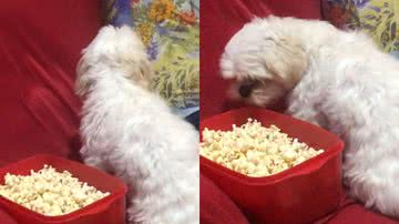 Reprodução/TikTok @thamiressilva150