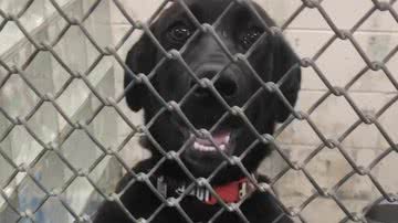 Arquivo pessoal/Julie Saraceno