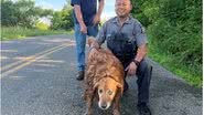 Policial em Nova York rasteja em tubulação de esgoto para resgatar Lilah, uma Golden Retriever de 13 anos que estava desaparecida - Foto: Reprodução/Facebook