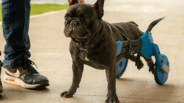 Rafaella Whitaker/Agecom/UFSC/Divulgação