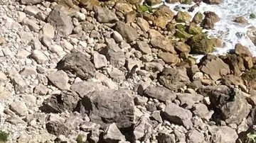 Reprodução / Redes Sociais